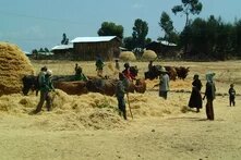 Menschen auf einem Feld in Äthiopien