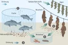 Infografik aus dem Meeresatlas: Aquakultur als geschlossener Nahrungskreislauf