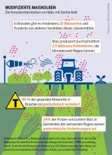 Infografik über die Kreuzkontamination von Mais mit Gentechnik in Brasilien