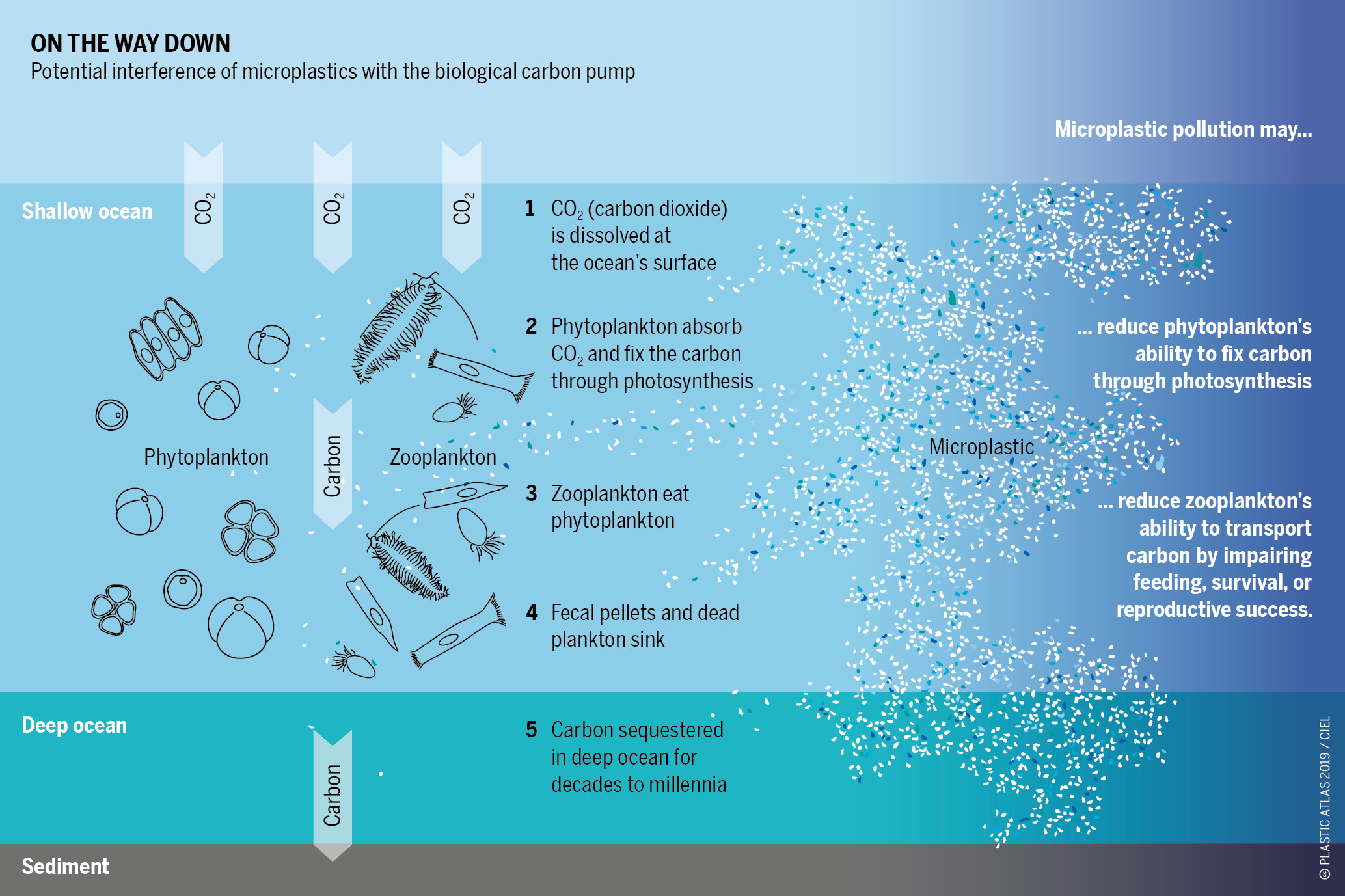 The oceans absorb a quarter of anthropogenic greenhouse emissions. Pollution by microplastics may put the biological carbon pump at risk. More research is needed. On the way down