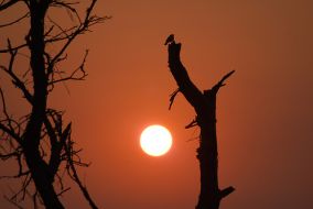 Vogel auf abgestorbenem Ast bei Sonnenuntergang