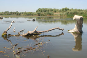 Donaudelta