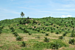 Palmöl-Plantage im malayischen Teil Borneos