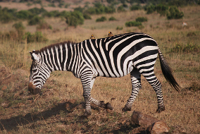 Grasendes Zebra