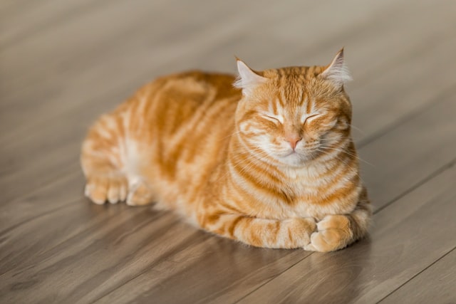 Orange getigerte Katze mit zugekniffenen Augen, auf einem Holzboden liegend. 