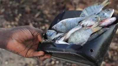 Böll.Thema Umweltpolitik: Erstickt, stranguliert, verhungert: Über eine Million Tiere sterben jährlich an Plastikmüll im Meer