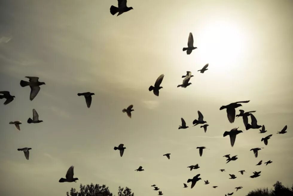 Silhouetten von fliegenden Tauben am Himmel