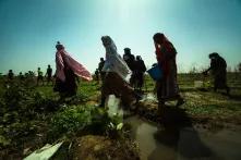 CEDAW in Senegal - Senegalese women planting sweet potato seeds