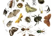 Käfer und Schmetterlinge