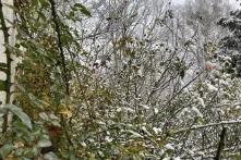 Snowy thorny hedge