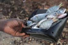 Böll.Thema Umweltpolitik: Erstickt, stranguliert, verhungert: Über eine Million Tiere sterben jährlich an Plastikmüll im Meer