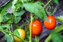 Tomaten hängen am Strauch