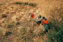 Vier Frauen arbeiten mit Sicheln auf einem Kornfeld