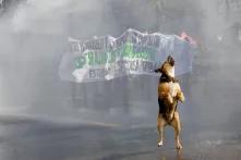 Aggressive German shepherd dog in front of demonstrators with Chilean flags
