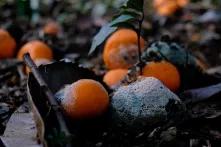 Verschimmelte Mandarinen