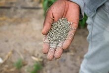 Hand mit Düngemittelpellets