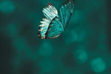 Ein Schmetterling schwebt vor einem unscharfen, dunklen Hintergrund.