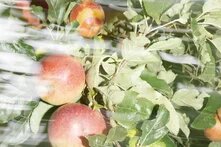 Nahaufnahme von roten Äpfeln an einem Ast mit grünen Blättern, unscharfer Lichteffekt im Bild.