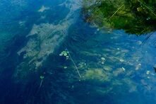 Klare Wasseroberfläche mit Algen und vereinzelten Wasserpflanzen, darunter Sandboden sichtbar.