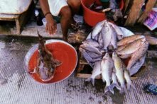 Tote Fische liegen in Schüsseln auf dem Fischmarkt in Quibdó, Kolumbien