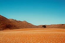 Foto Naturreservat Namibia: Einzelner Baum auf weiter, rötlicher Ebene mit hellem Bewuchs, dahinter braune Hügel unter klarem, blauem Himmel.