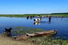 Several cows stand in shallow water, a dog runs along the shore, and an old wooden boat lies in front.