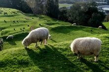 Mehrere Schafe grasen auf grünen Hügeln mit Bäumen und Stadt im Hintergrund.