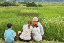 Four people crouch at the edge of a green rice field, looking inside.