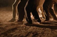 Mehrere Beinpaare stehen eng beieinander auf staubigem Boden, angestrahlt von warmem Licht.