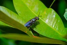 A black-blue fly with antennae sits on a large green leaf among dense foliage.
