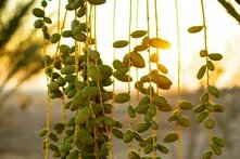 Unripe dates hang in multiple clusters from long yellow stems at sunset.
