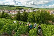 Several harvesters are bent over in a hillside vineyard, with a village, church, and fields in the background.