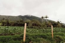 Corn plants grow in rows behind a wire fence, with trees and two tall palm trees in front of a misty green mountain.