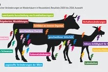 hbs Bildbeschreiber sagte:  Drei Silhouetten von Wiederkäuern mit farblich markierten Krankheitsfolgen genetischer Veränderungen wie Unfruchtbarkeit und Organ­schäden.