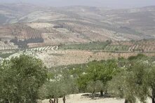 Olive trees in the hills of Afrin District, in the Aleppo Governate