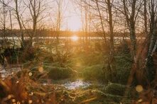 Tief stehende Sonne scheint durch kahle Bäume auf eine moosige, feuchte Waldlandschaft mit kleinen Wasserflächen.