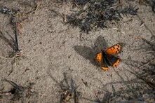 A small orange and black butterfly on sandy ground. 