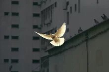 White pigeon flies in front of a gray house wall