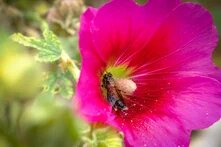 Photo: A bee covered in pollen inside a bright pink flower.