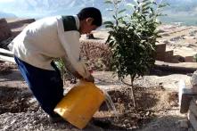 Boy planting a tree