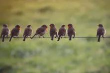seven brids plus one