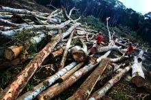 deforestation in Brazil