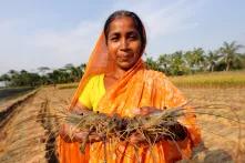 Frau zeigt Garnelen, die in ihrer Farm in Khulna, Bangladesh, gefangen wurden