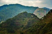 Zerstörter Wald in Uganda