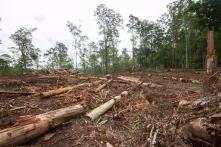 New Economy of Nature: Deforestation, Emission Trading and Compensation