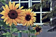 Sonnenblumen vor einem Haus