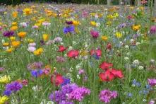 Colorful flower meadow