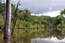 Bild des Regenwaldes im Amazonas-Gebiet