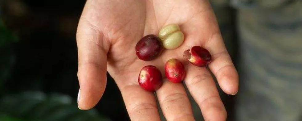 In einer Hand liegen Kaffeebohnen