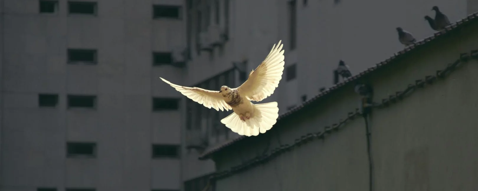Placeholder Image for Video Content
